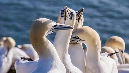 红箭三侠发威！19年英超，菲米马内双响，利物浦4-2战胜伯恩利